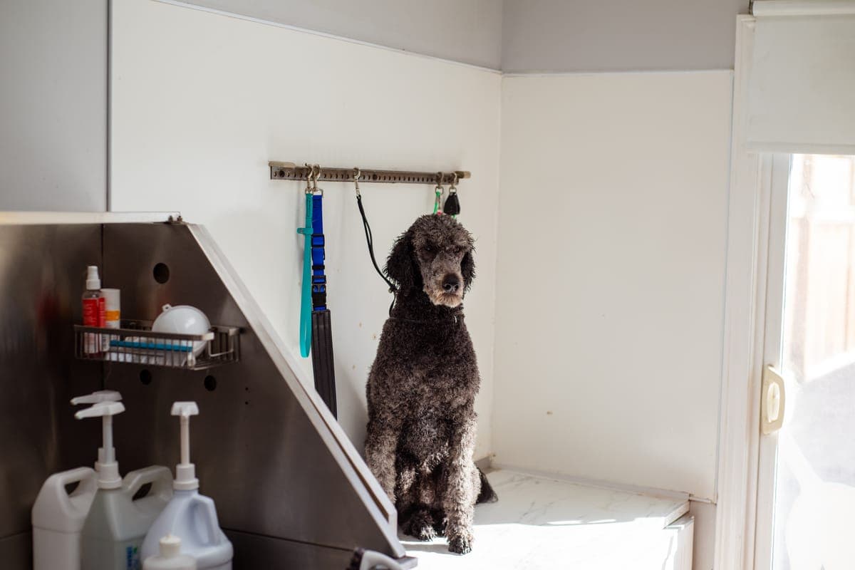 Established Pet Grooming, Daycare & Boarding Salon in Dubai