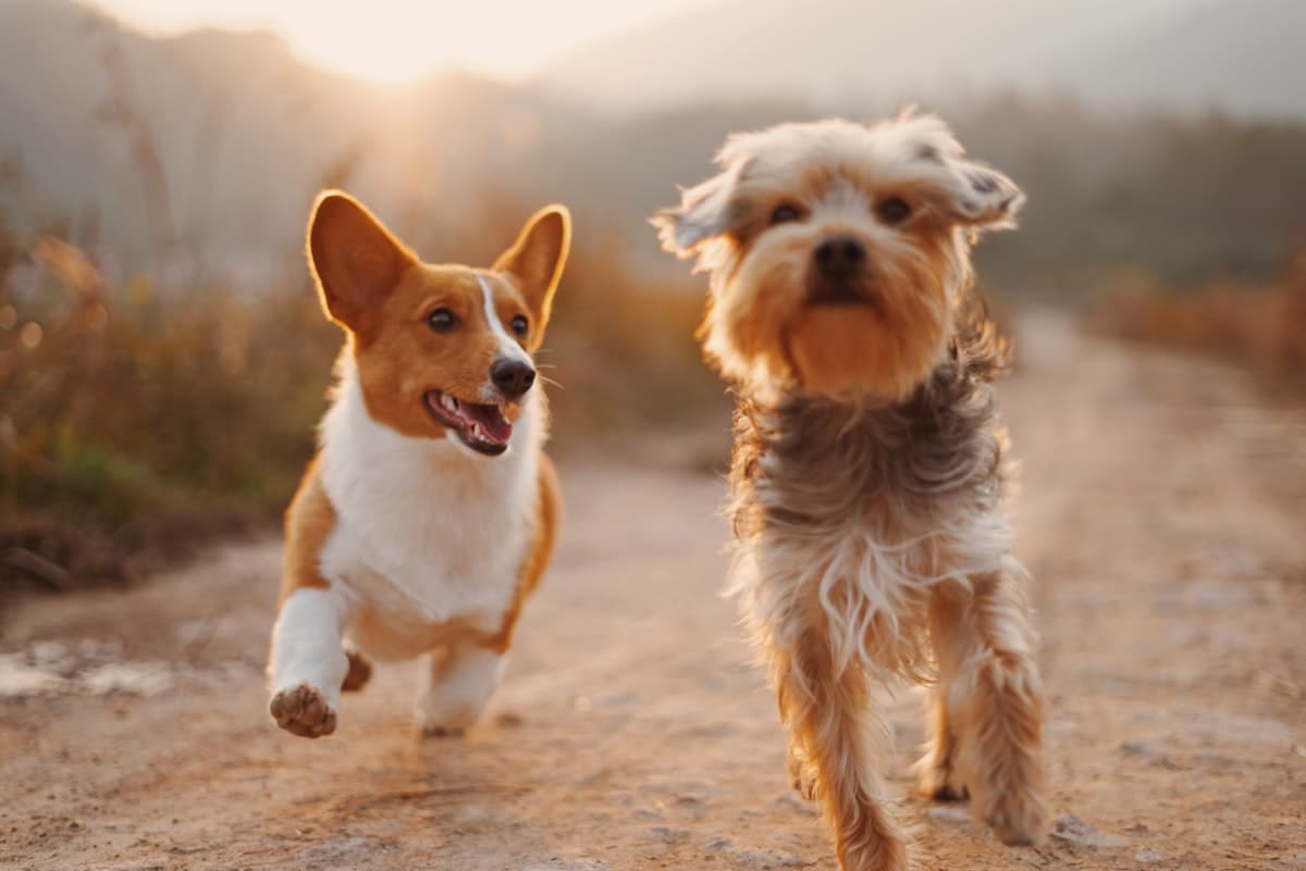 Established Pet Grooming, Daycare & Boarding Salon in Dubai