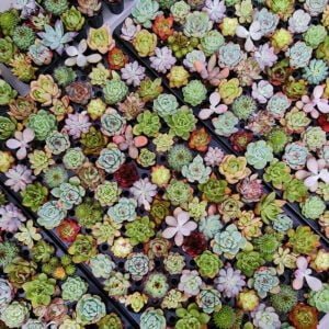 colorful mini succulents.jpg